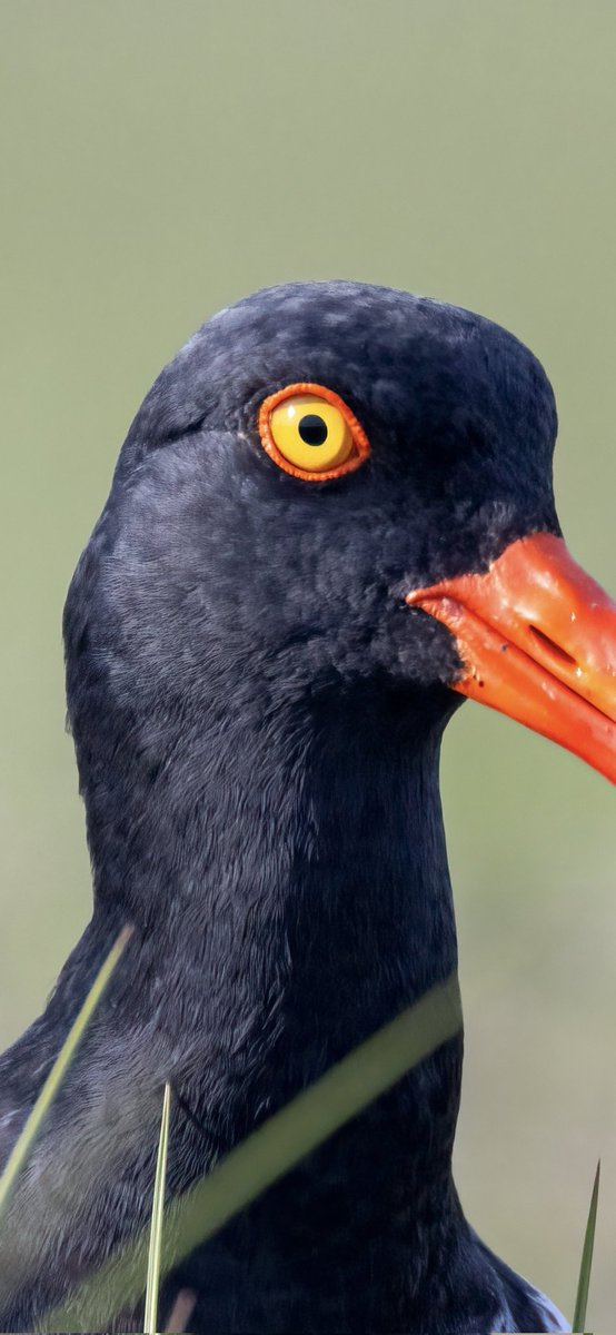 notjared_b's tweet photo. I was reading about Oystercatcher eyes (as one does) and leaned that its one of the most accurate ways to field gender. N99 &amp; her mate pictured here. Females have much more flecking in their eyes. A good comparison here between N99&amp; mate. Cool to learn something new #ctnaturefans https://t.co/n8SlYYJyEt