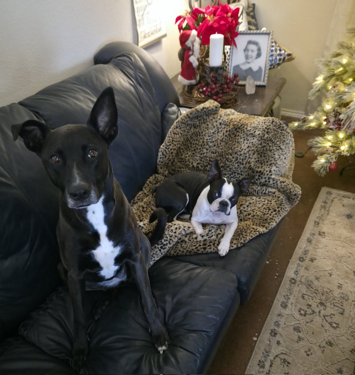 VioletandDandy's tweet photo. @Sassafrass_84 Always a legitimate ask.  Meet Iris and Clover https://t.co/rALy0amVrw
