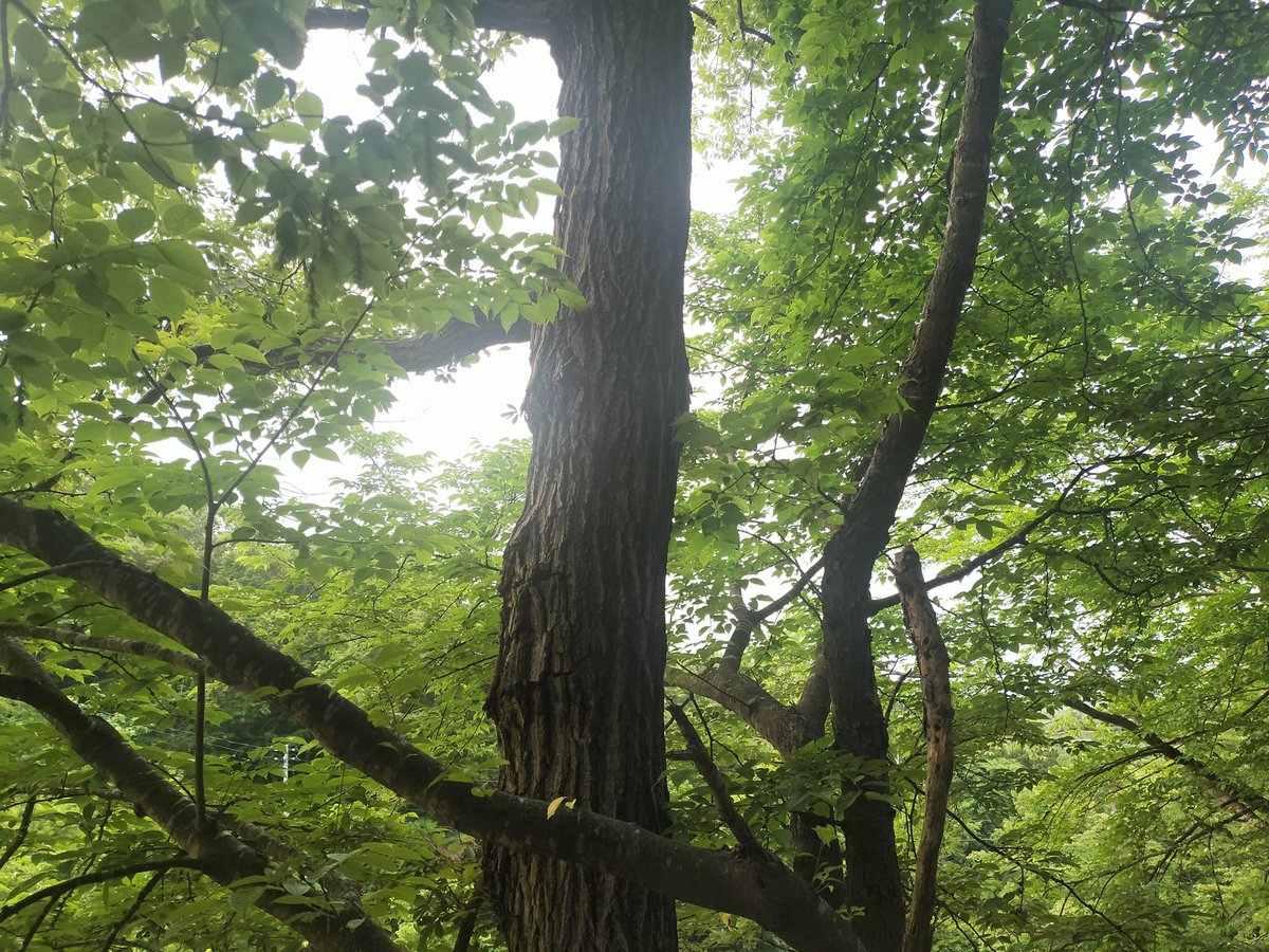 tradegood1's tweet photo. 2026/06/07日曜5:22
昆虫探し

曇り　気温14度

気温が低いのもあり昆虫はゼロ
スズメバチのみ https://t.co/48eOLNmHRH