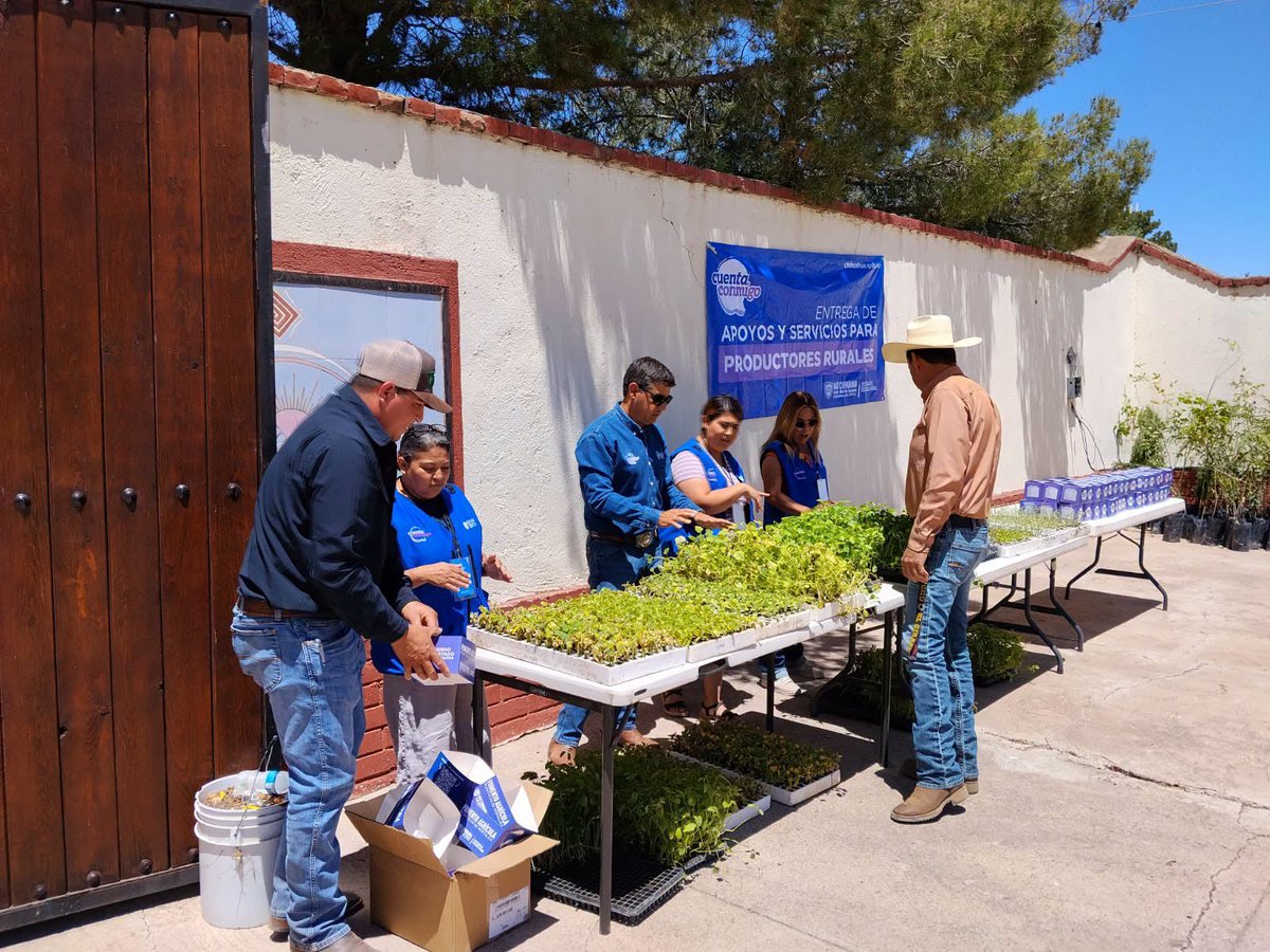 GobiernoEdoChih's tweet photo. 🌱 En Chihuahua seguimos respaldando a las familias productoras con apoyos que fortalecen el trabajo en el campo.

En Casas Grandes entregamos árboles de ornato, plántulas y semillas de hortalizas para impulsar los huertos familiares, fomentar la producción local y generar más oportunidades para las comunidades.

Seguimos trabajando cerca de la gente, llevando apoyos que contribuyen al desarrollo de nuestras regiones y al fortalecimiento del campo chihuahuense.

#CuentaConmigo