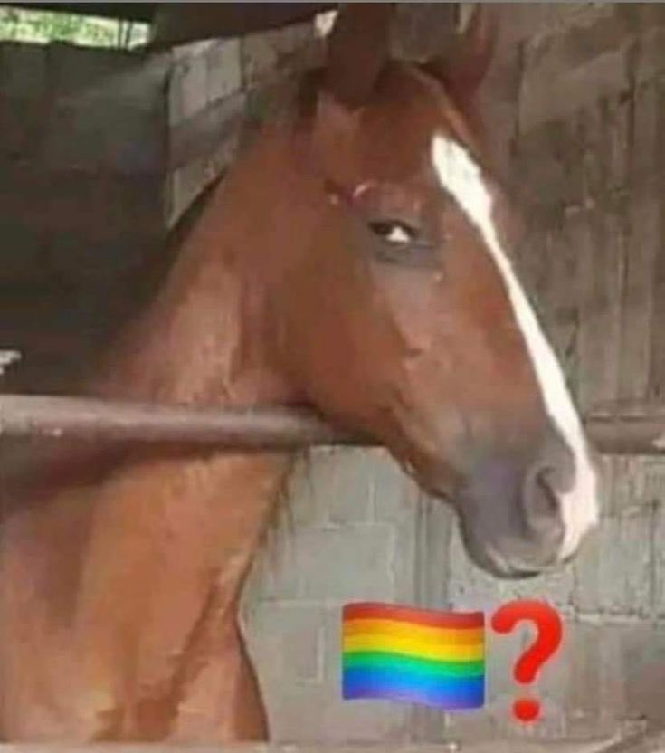 spwdini's tweet photo. minhas DUAS avós chegaram a conclusão de que eu sou gay por conta própria https://t.co/nqrLVuzsF1