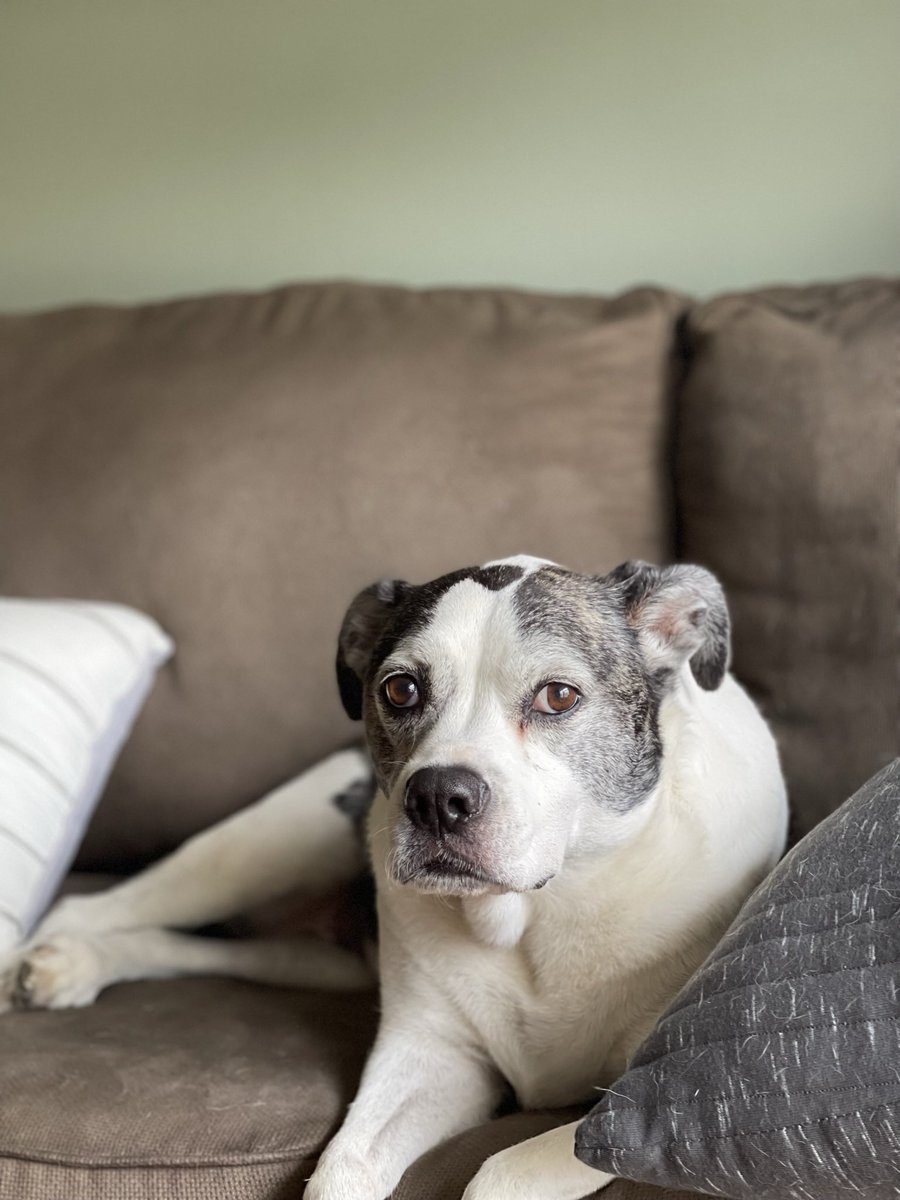 RadSadEmoDad's tweet photo. My sweet Josie girl passed away last night unexpectedly at the age of fifteen. I’m gonna miss you so much. I��m so sorry you had to go the way you did. I’ll love you forever. https://t.co/ezG3auZehN