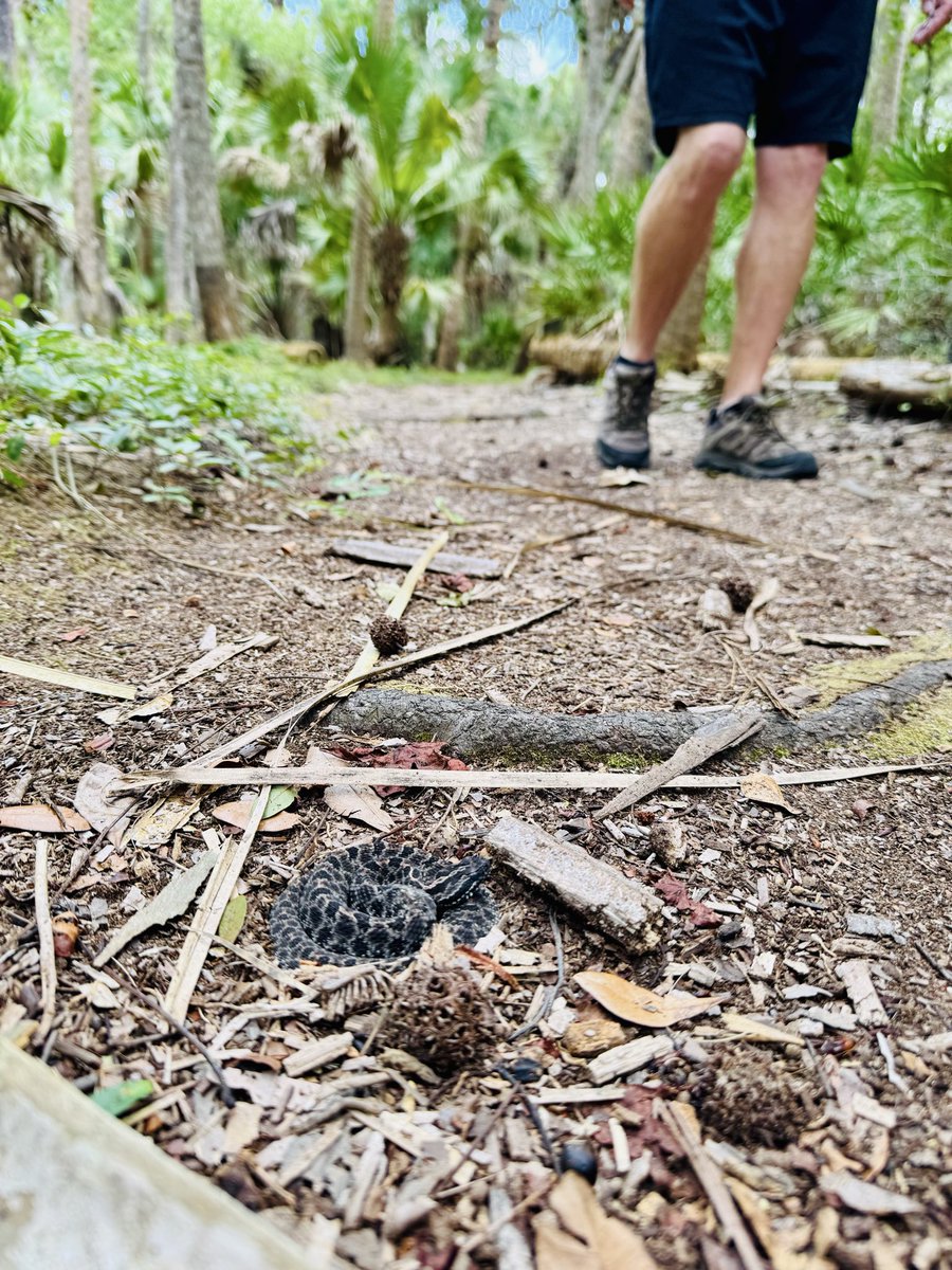 dolbyl's tweet photo. Where will National Trails Day take you? @FLStateParks Hontoon Island…this is a gem 💎!
#NationalTrailsDay #Trails #LocalTrails #Hike #lovefl #hikefl https://t.co/ddyBDBtqhV