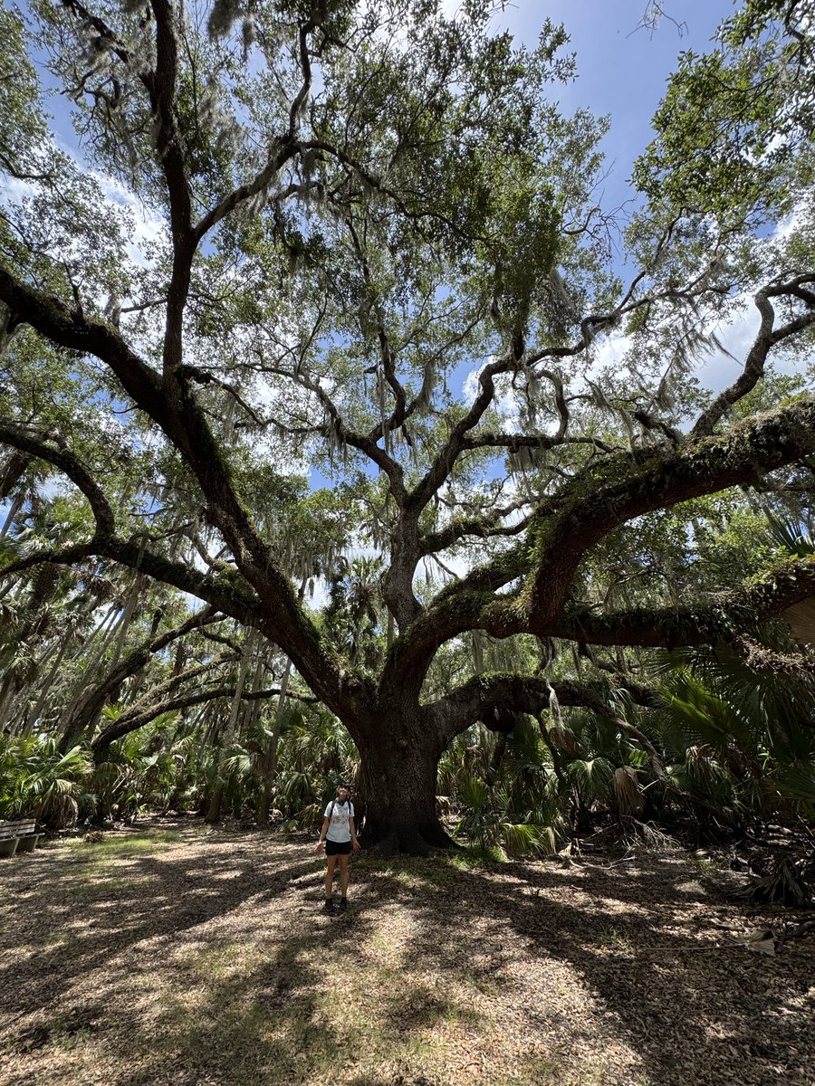dolbyl's tweet photo. Where will National Trails Day take you? @FLStateParks Hontoon Island…this is a gem 💎!
#NationalTrailsDay #Trails #LocalTrails #Hike #lovefl #hikefl https://t.co/ddyBDBtqhV