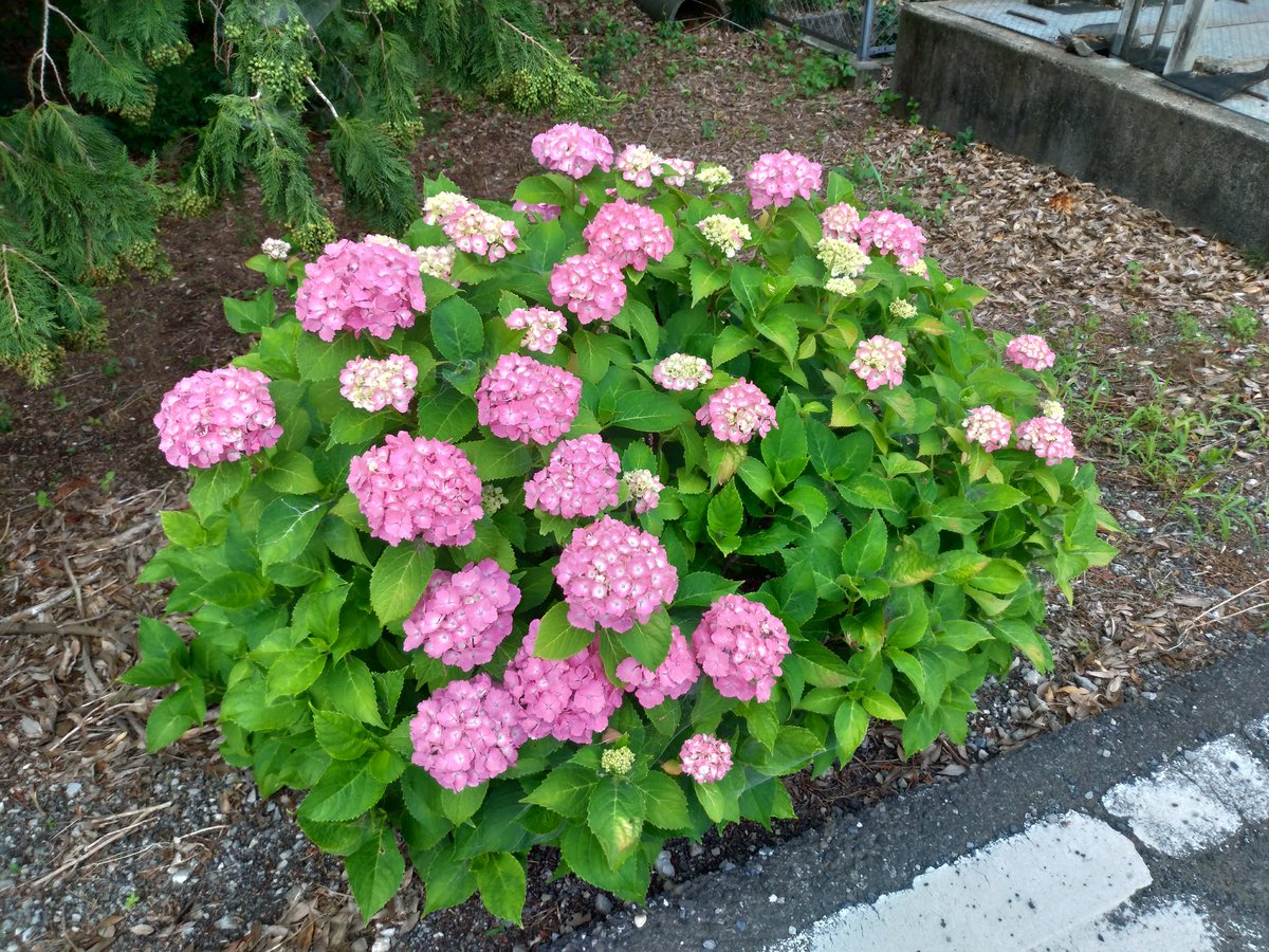 kazoonrx's tweet photo. ここの今年の紫陽花は花に勢いが無い。 https://t.co/5bFtRFBNDV