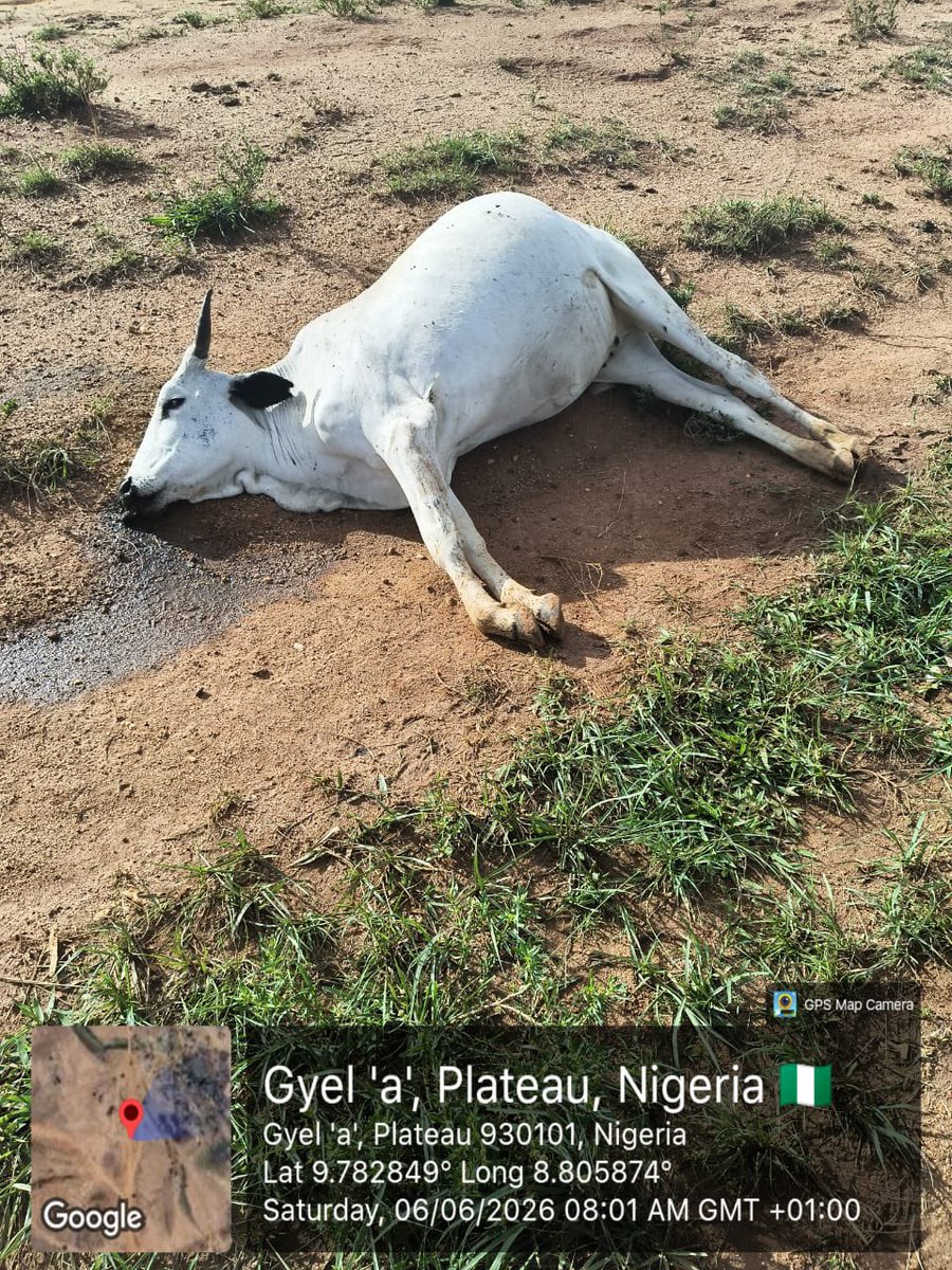 ZagazOlaMakama's tweet photo. Two Persons, Several Livestock Shot Amid Targeted Killings of Fulani Herders by Berom Militia in Plateau

By: Zagazola Makama

Two persons, including a herder and a resident, have been killed while several cattle were shot in Sabon Gida community of Jos South Local Government Area of Plateau State, in a series of attacks targeting herders and their livestock by suspected Berom militia.

Zagazola reports that the incident, which occurred on June 6, came less than 24 hours after separate attacks on cattle and reports of cattle rustling in parts of Plateau State, illustrating the persistent threat posed by armed groups operating in the area.