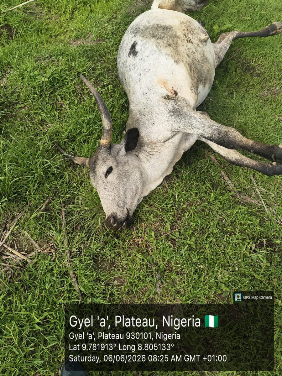 ZagazOlaMakama's tweet photo. Two Persons, Several Livestock Shot Amid Targeted Killings of Fulani Herders by Berom Militia in Plateau

By: Zagazola Makama

Two persons, including a herder and a resident, have been killed while several cattle were shot in Sabon Gida community of Jos South Local Government Area of Plateau State, in a series of attacks targeting herders and their livestock by suspected Berom militia.

Zagazola reports that the incident, which occurred on June 6, came less than 24 hours after separate attacks on cattle and reports of cattle rustling in parts of Plateau State, illustrating the persistent threat posed by armed groups operating in the area.