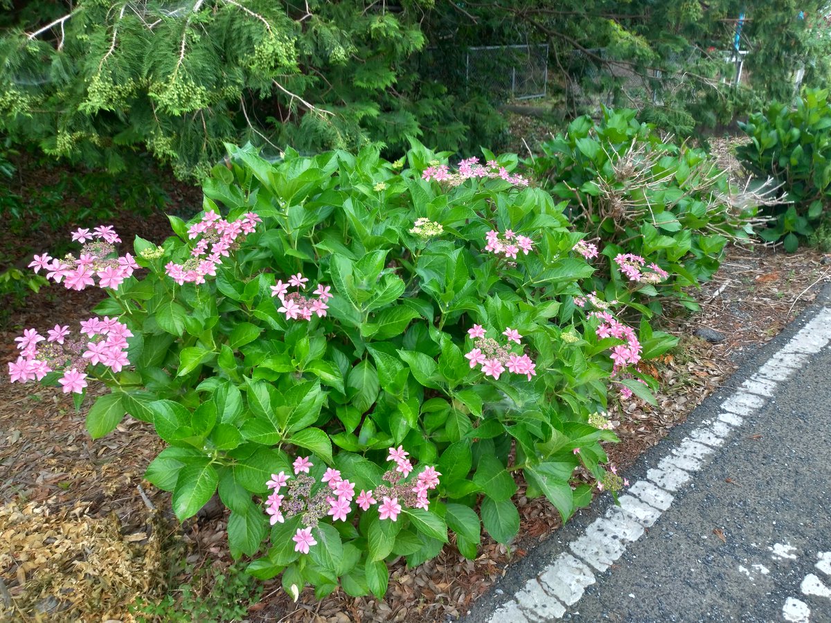 kazoonrx's tweet photo. ここの今年の紫陽花は花に勢いが無い。 https://t.co/5bFtRFBNDV