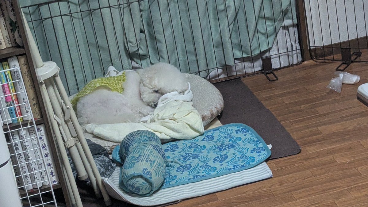 LHIDE0603's tweet photo. おはようございます☁️
😴😴😴
今日は声をかけずに
休日出勤してきます😌
#2代目ワンコの様子 https://t.co/RizEKMstso
