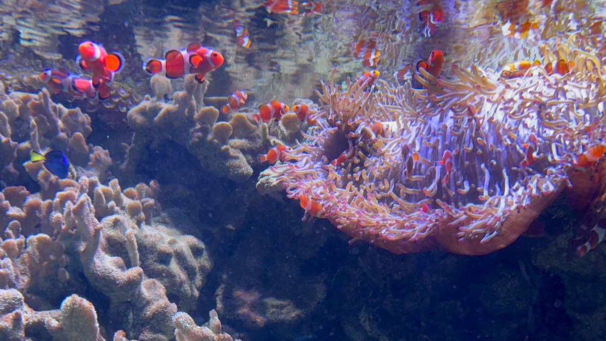 Partiality_10's tweet photo. 彼女と沖縄の水族館行ってきたわよ🌴🌺✈🐬
水族館てどうやったら綺麗な自撮りが出来るのかしら……明るさとかね､いまいち分かんない📸 https://t.co/BRR5Iet3L0
