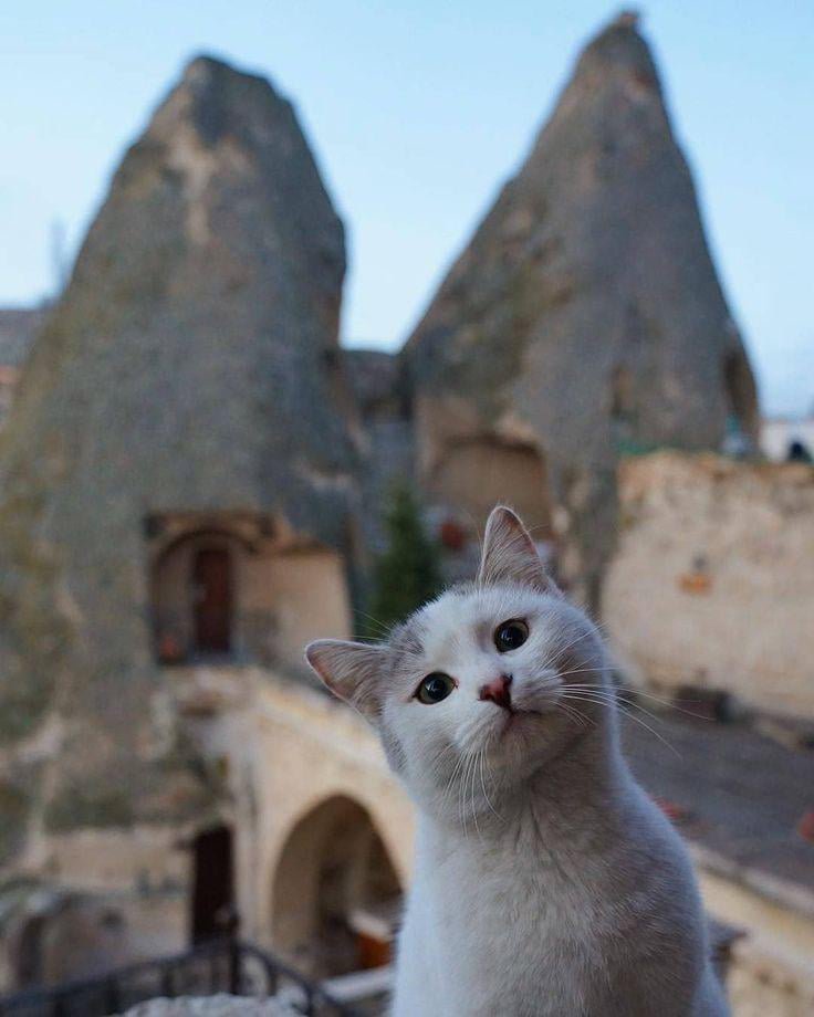 plavsenovic's tweet photo. Moja faca kad me neko slika pet 'iljada puta umesto samo jednom kao što sam rekao https://t.co/lslpiQNvHd