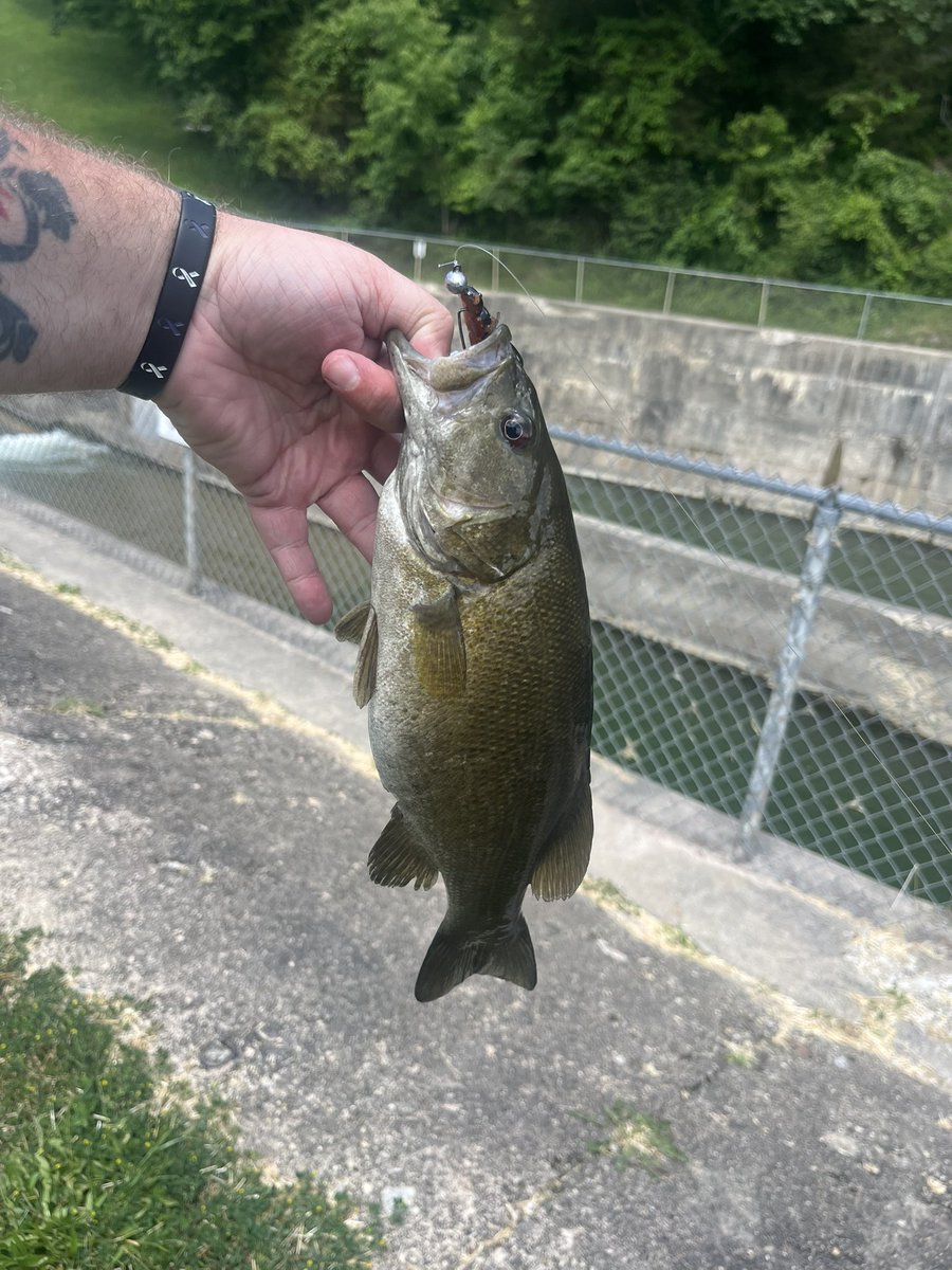 CPhelps_71's tweet photo. 1+ year since my last smallie catch. Man, this is better than a Xanax! #smallmouth https://t.co/LwgBySJ9s5