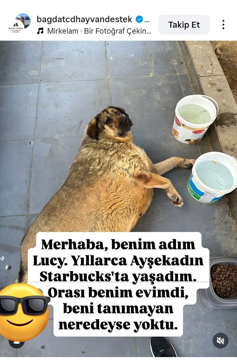 ADA367060221749's tweet photo. @devrimkocak Bağdat caddesinin köpekcisi varmış. Sonunda 110 kiloluk köpeği alıp tedavi ettirmek akıllarına gelmiş 😀 ağaç dibini çöplüğe çevirmişler. https://t.co/ZgBqeEwGYv