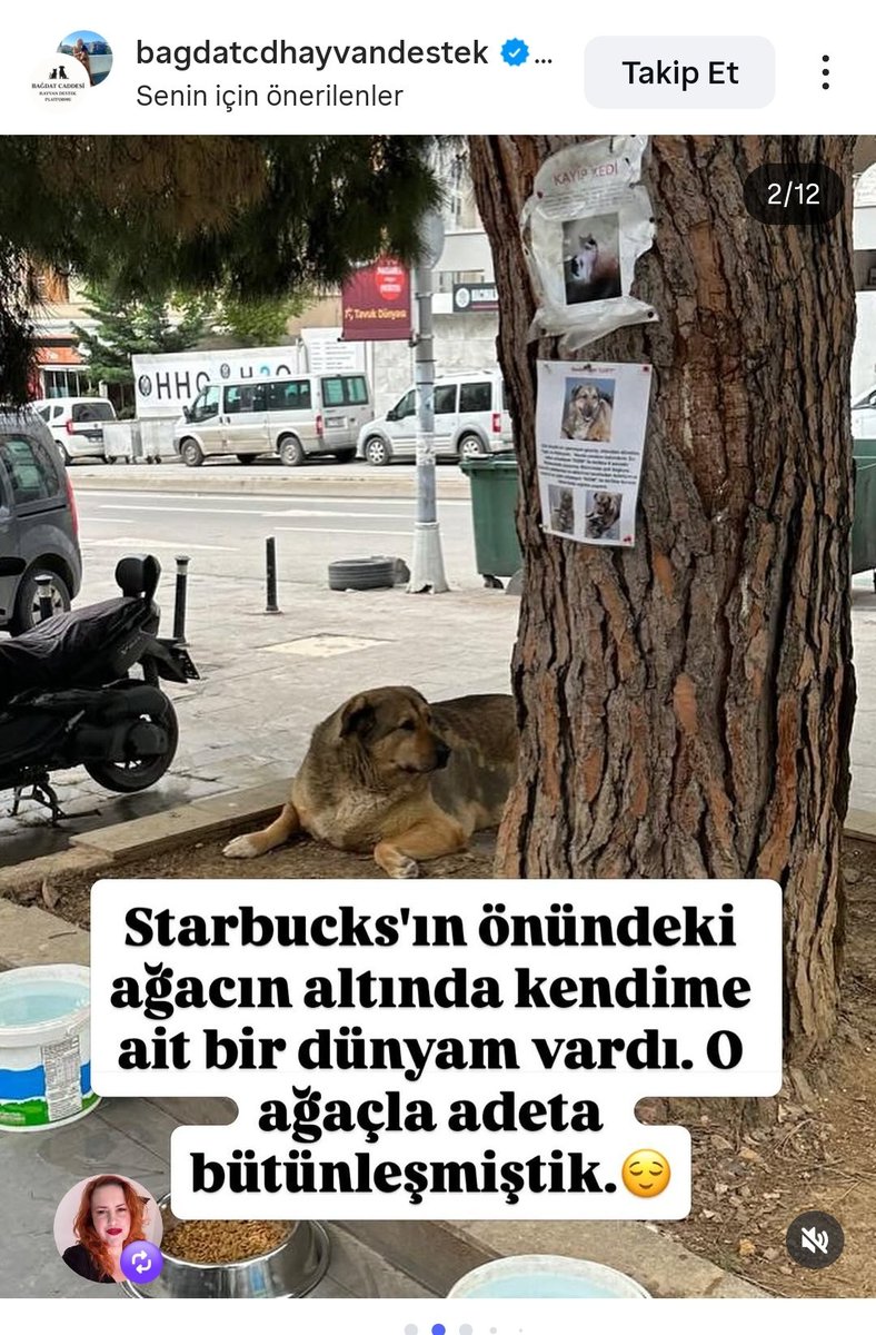 ADA367060221749's tweet photo. @devrimkocak Bağdat caddesinin köpekcisi varmış. Sonunda 110 kiloluk köpeği alıp tedavi ettirmek akıllarına gelmiş 😀 ağaç dibini çöplüğe çevirmişler. https://t.co/ZgBqeEwGYv