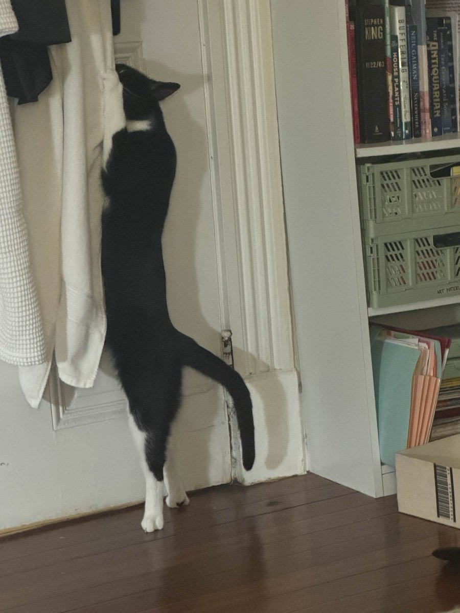 OnwardPuddle's tweet photo. @madsruns this here is also azula, who is also nicknamed zuzu, and who has also been a little freak scream alarm clock every morning, and who has also never been good a day in her life https://t.co/Ew1WUDQKUB