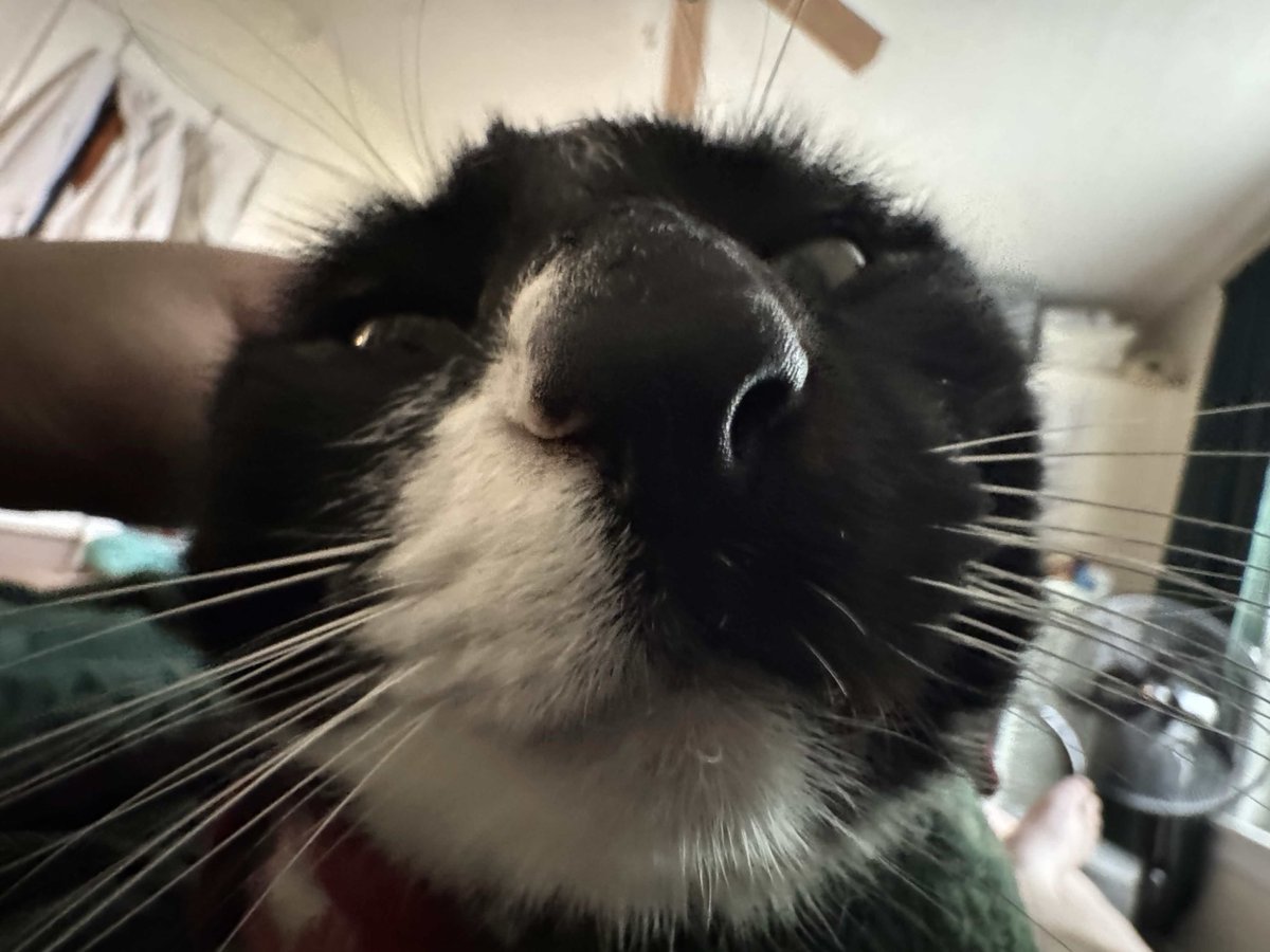 OnwardPuddle's tweet photo. @madsruns this here is also azula, who is also nicknamed zuzu, and who has also been a little freak scream alarm clock every morning, and who has also never been good a day in her life https://t.co/Ew1WUDQKUB