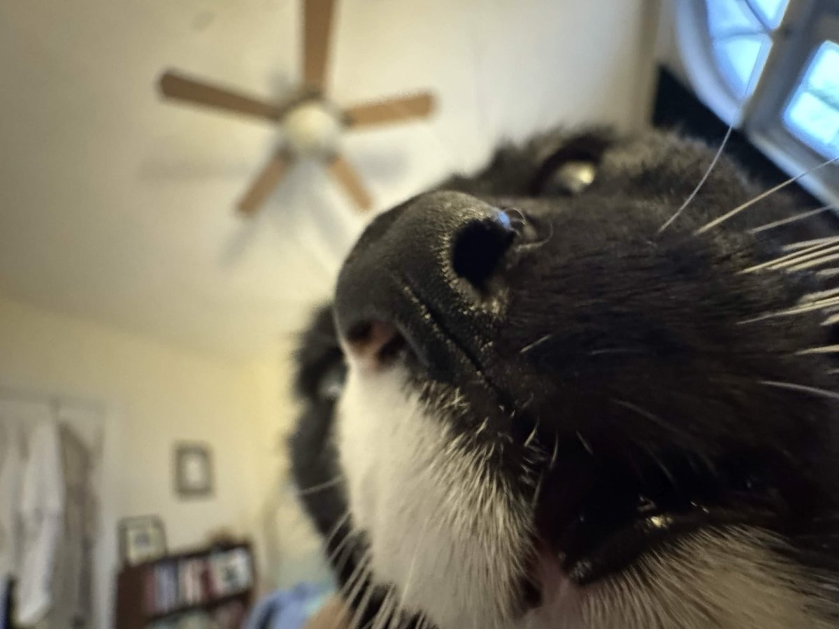 OnwardPuddle's tweet photo. @madsruns this here is also azula, who is also nicknamed zuzu, and who has also been a little freak scream alarm clock every morning, and who has also never been good a day in her life https://t.co/Ew1WUDQKUB