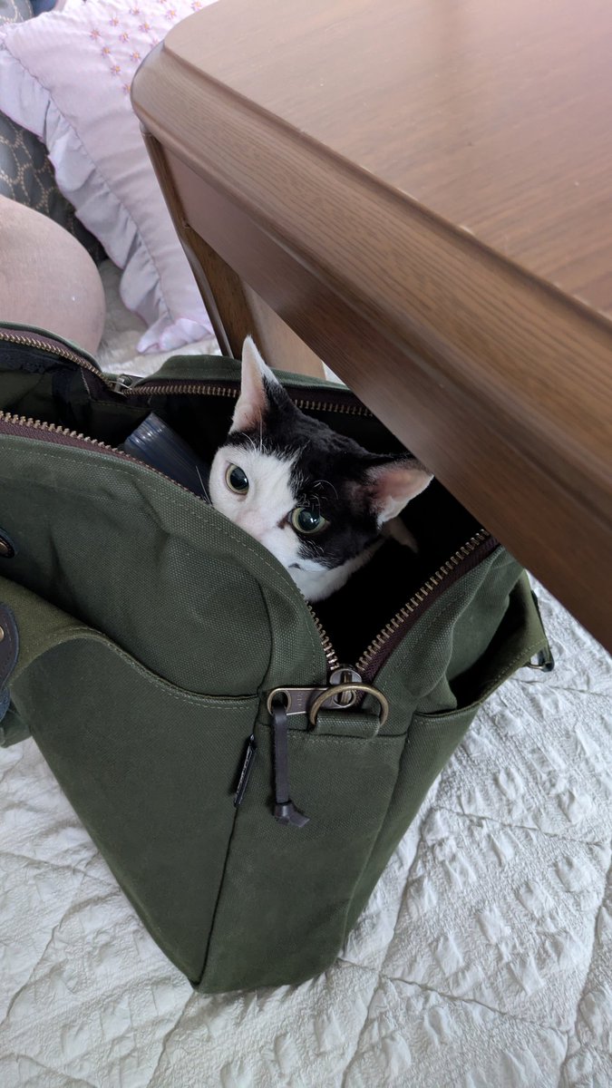 toworu8689's tweet photo. 放浪スリムボストン内に最近は猫が入りたがる
#デボンレックス #devonrex #猫 https://t.co/oWUSSmYrfs