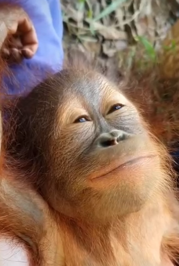 downsin's tweet photo. A monkey post a day until bitcoin:native hits 100k: Day 4. https://t.co/zyLCS2ozzz