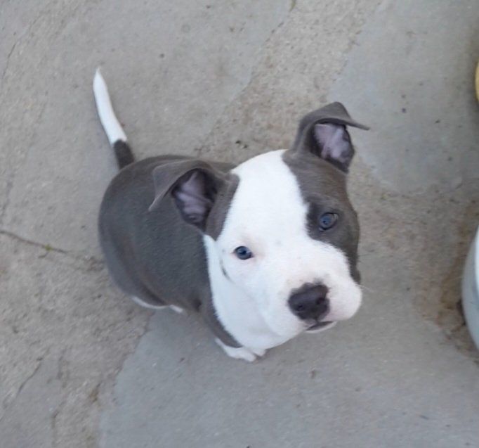 Fifiwuzhere's tweet photo. @Sassafrass_84 Sure!! Meet baby Gibson. 🩵 https://t.co/j8lKvLXapk