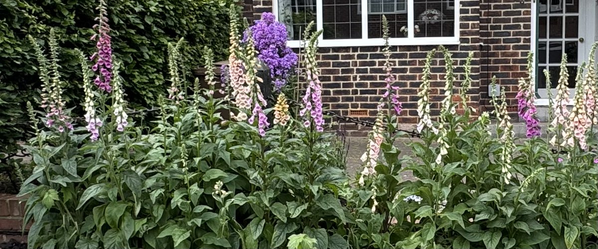 EPERiley's tweet photo. Frontgarden: home-grown foxgloves (from seeds), not fully opened yet. I am starting on next year's now. https://t.co/kBYfiCG7Pf