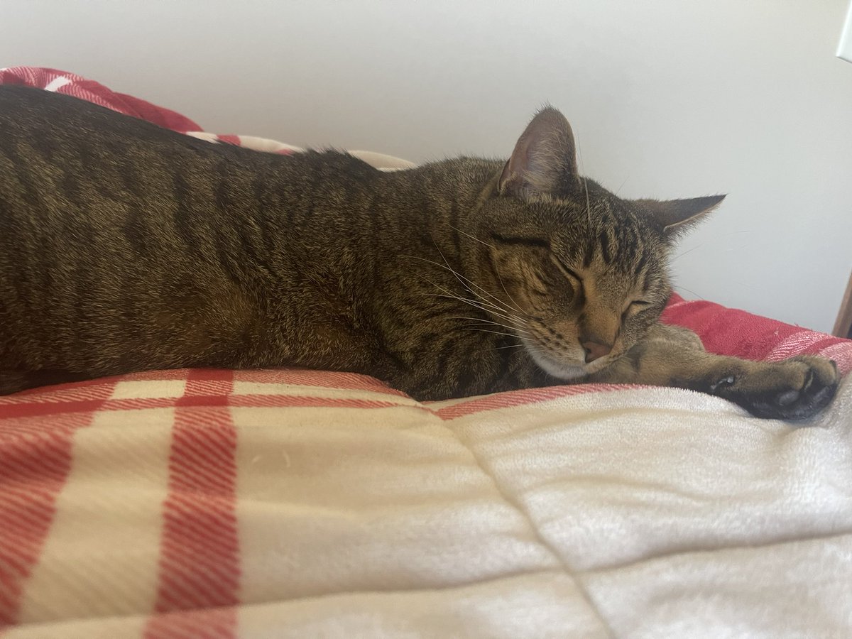 P01NTTT's tweet photo. I love my cat https://t.co/iXWPkNNGnp
