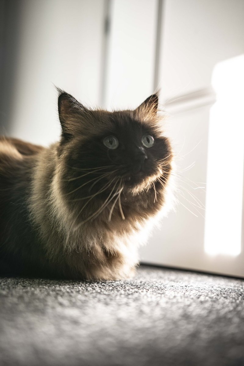 futurethingy's tweet photo. The purrrtal is open https://t.co/AXCwUTAoeR