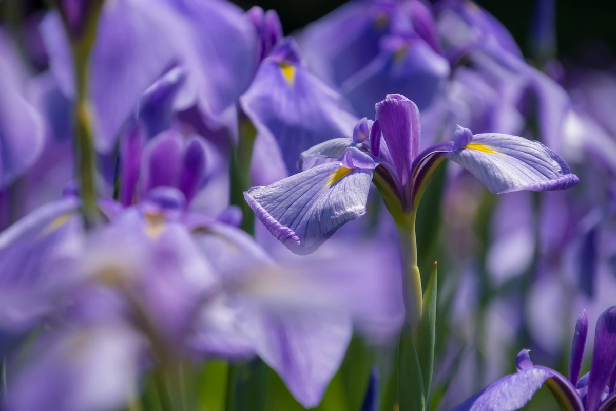 bori_chan's tweet photo. X-T30III
SIGMA 16-300mm
横須賀しょうぶ園 https://t.co/nx5nVywj54