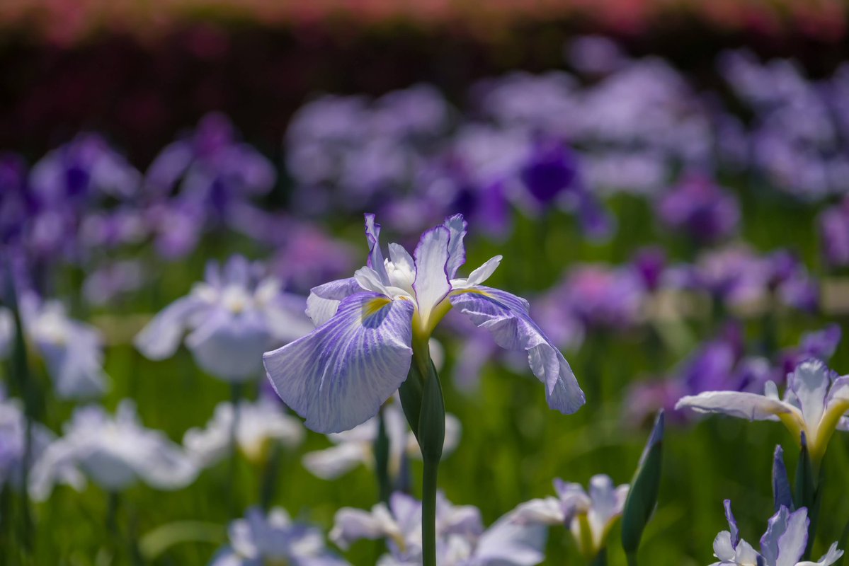 bori_chan's tweet photo. X-T30III
SIGMA 16-300mm
横須賀しょうぶ園 https://t.co/nx5nVywj54