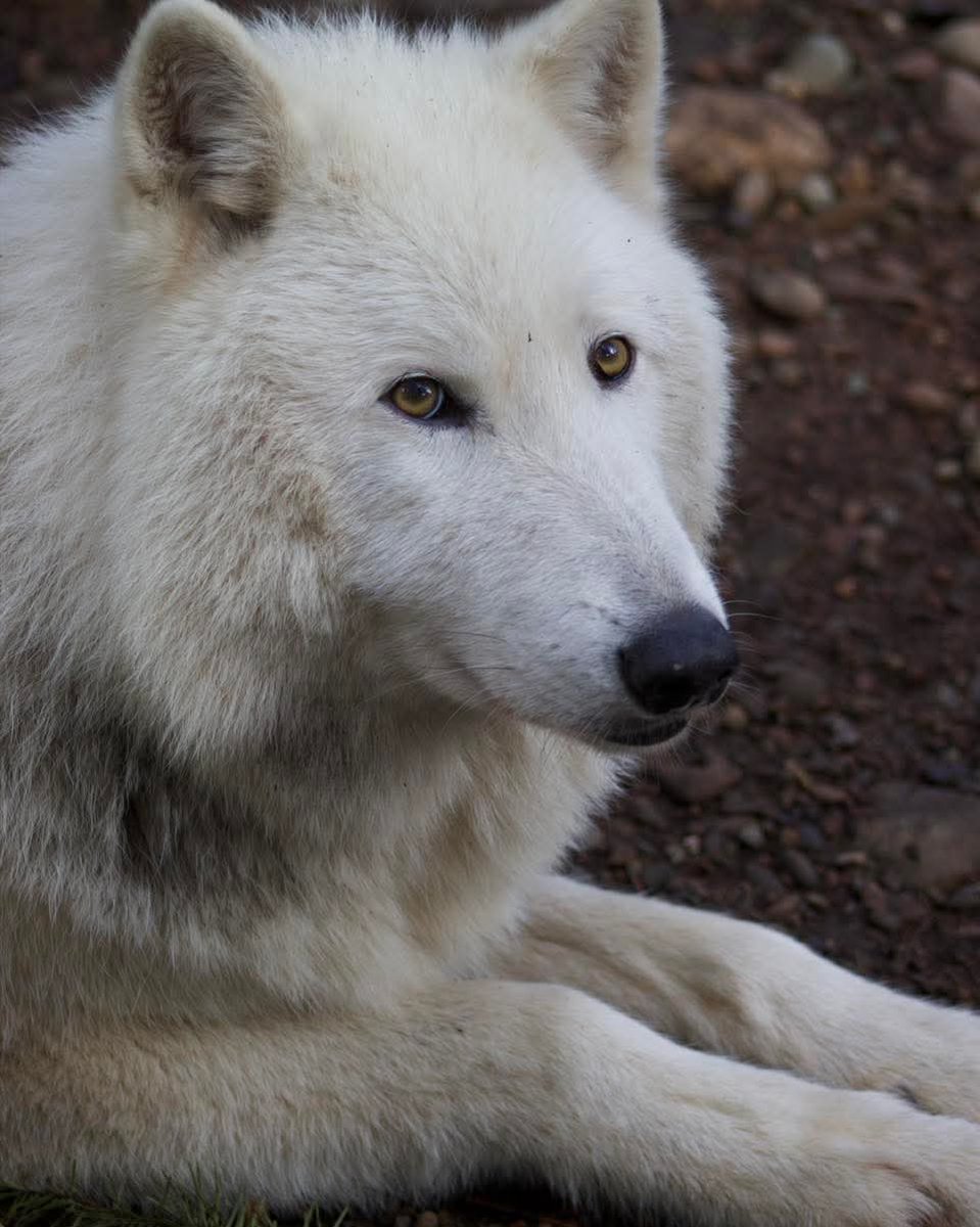 wolf_loverstown's tweet photo. Todays best photo 🥰 https://t.co/uqetjl8JgW