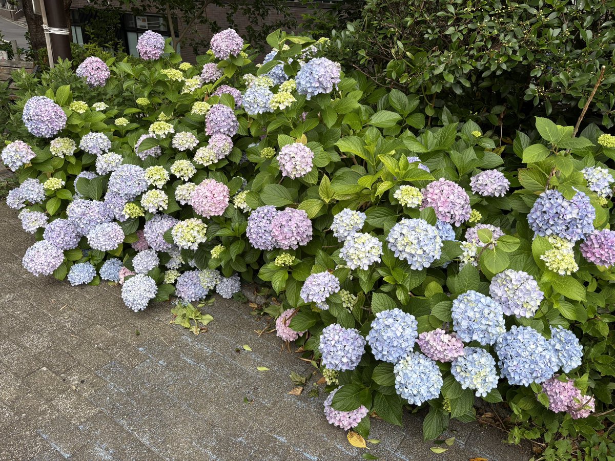 Ko_Honam's tweet photo. 東京早朝ウォーク。

この季節はこんな感じ。 https://t.co/hlRTh7KTWE