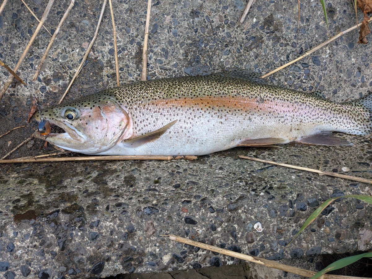 adv197pp's tweet photo. 今シーズン初の50オーバーニジGET🎣55センチ🐟️
朝からうれしー☺️ https://t.co/MK61ctV6hu