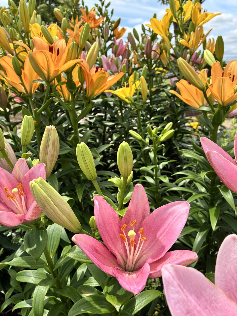 Rabbit260325's tweet photo. スカシユリがすごく
綺麗でした🌸🐰🌼🍃 https://t.co/ZJA7j9xZWD