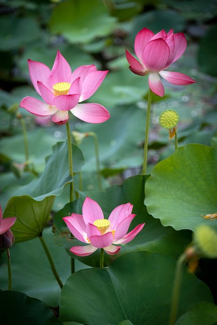 klsticks's tweet photo. 这篇论文试图解释个🌱人成长可能产生的变化，从多个方面进行讨论。 https://t.co/DXmQAC45qQ