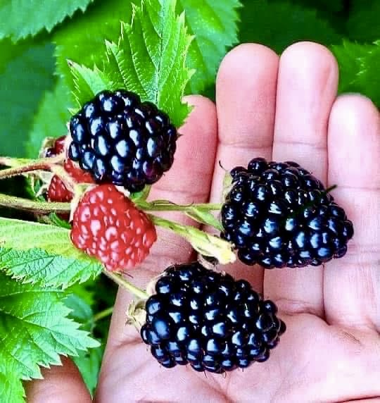 drdavidfriedman's tweet photo. My organic blackberries are worth every thorn prick! 😋

They pack 3X the antioxidants of blueberries, thanks to a flavonoid (cyanidin-3-rutinoside) linked to lowering cancer risk—plus vitamins C, A, E, K, B, magnesium &amp; potassium.

#homegrown #gardening #berries https://t.co/GcGXJJE0I0