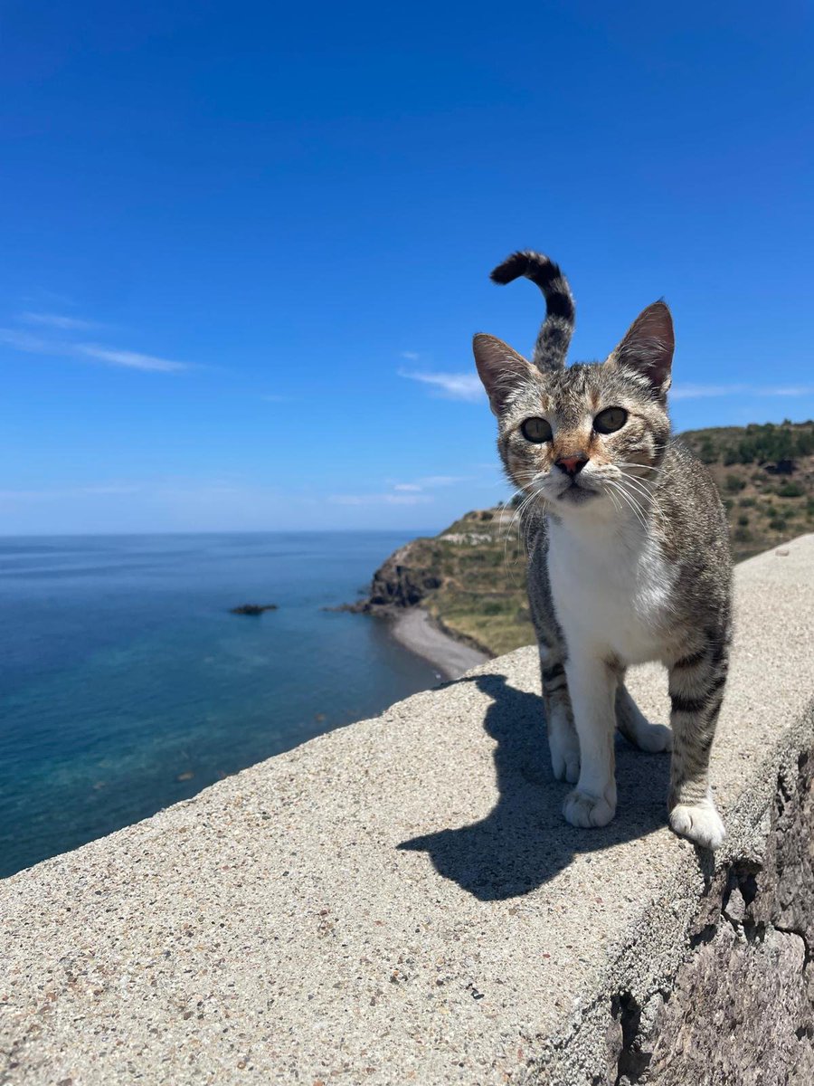 Kedilikler / Funny Cat Moments tweet media