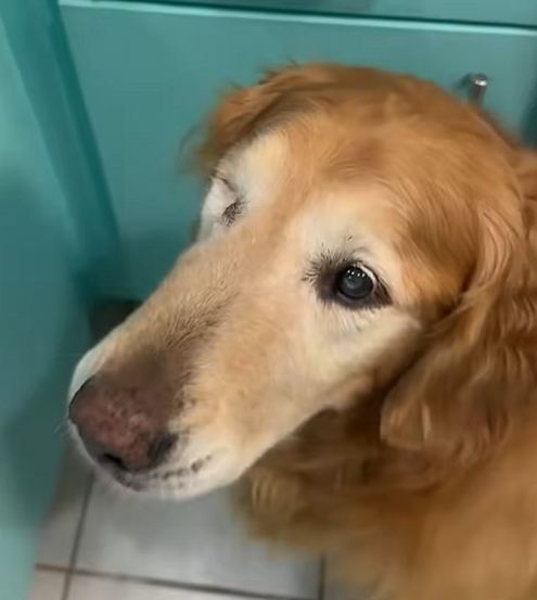 GRHappyFace's tweet photo. @TheGoldenRatio4 WHAT A HECKIN NICE NICE MAN https://t.co/5qdP5OG7Wu