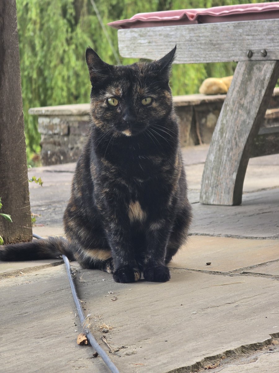aweweather's tweet photo. Small cat says hii https://t.co/CuZ9BjWOL1
