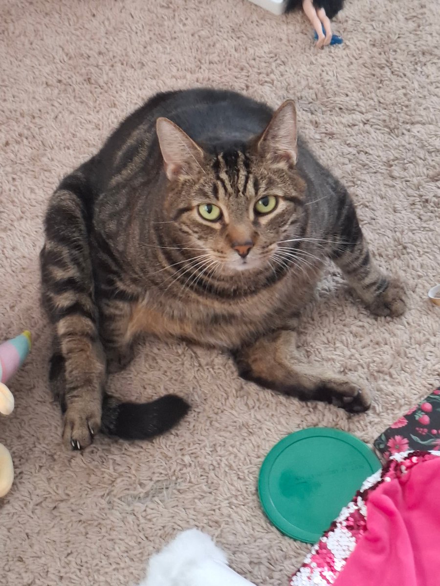 helluva_lover_'s tweet photo. This is @wubmaster929 and i’s fat chud son

Say something nice to him

#cat #fatcat #chubby #chubbykitty https://t.co/glO1kliOsw