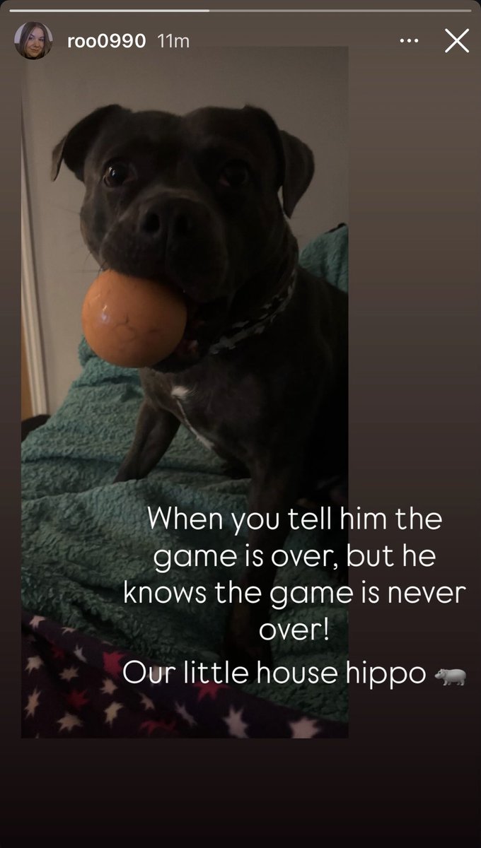 LiamCrave's tweet photo. Ruth via Instagram stories 🐶 https://t.co/3i3jWPFbkP