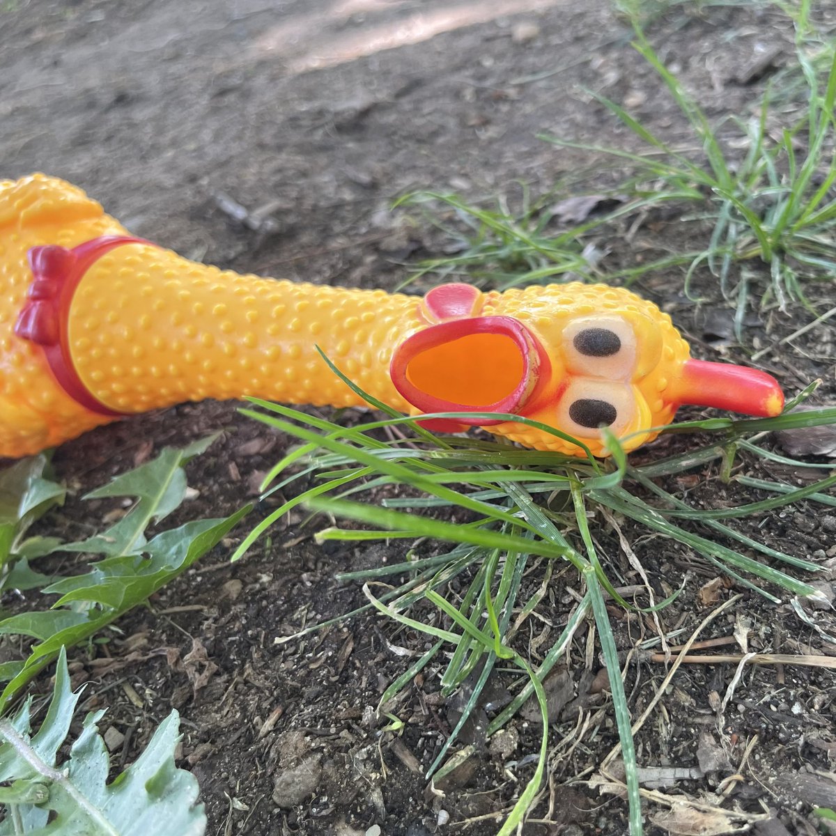 ugh_mo's tweet photo. same chicken, same https://t.co/LzvAe6LwT2