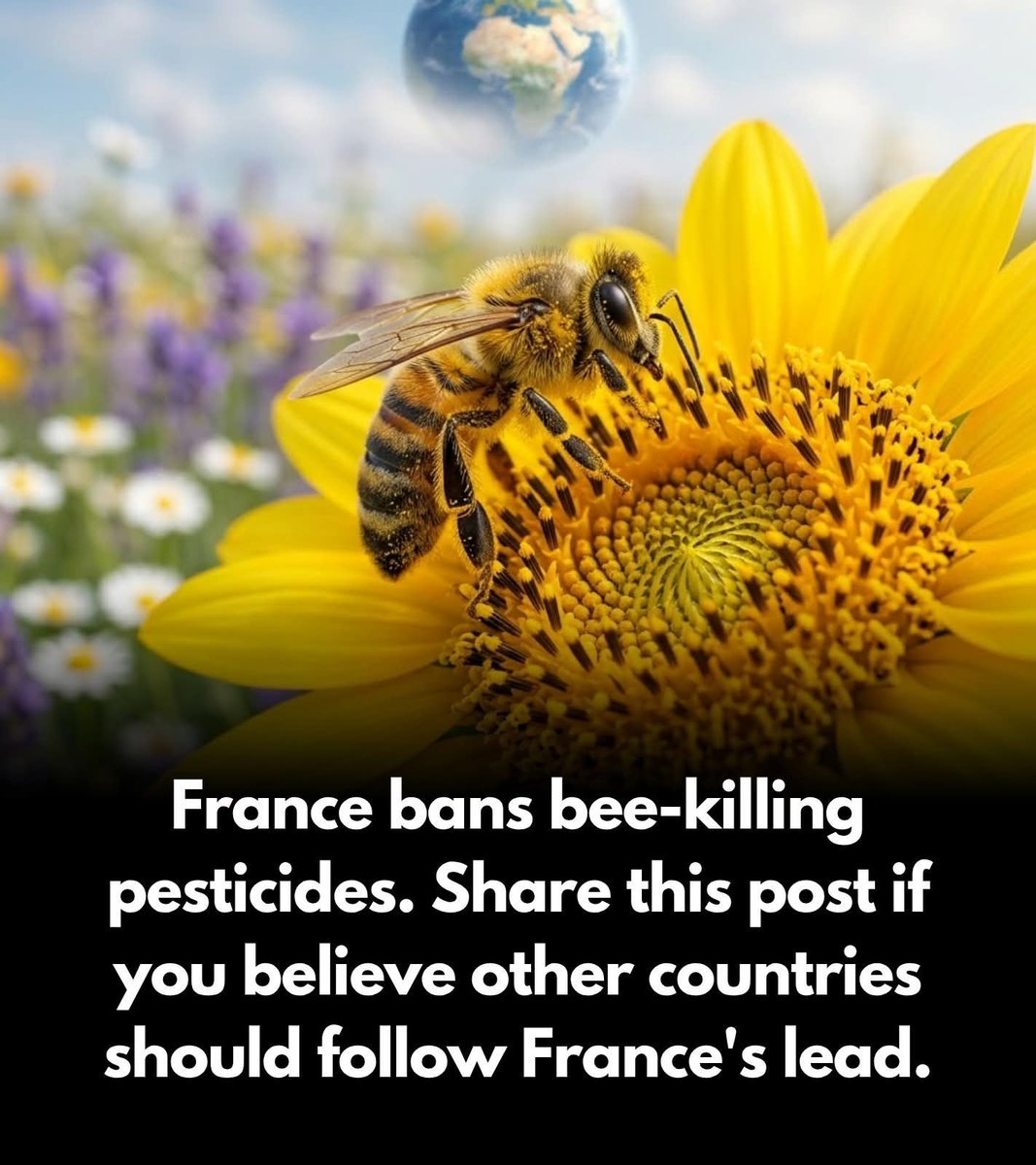 wth2023's tweet photo. 🇫🇷🐝 France became a global leader in pollinator protection by restricting pesticides linked to bee decline. As bees pollinate many of the crops that feed the world, their survival remains a critical environmental issue. 🌻🌍

Reference Sites
https://t.co/rmEU7fYPji https://t.co/SVihPDEIvX