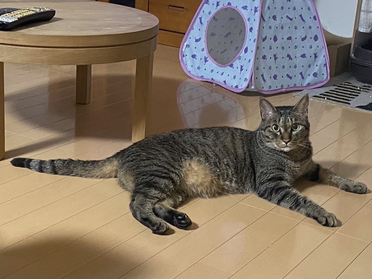 fuku_out2's tweet photo. ゴロゴロニャンズ♪♪
みんニャおはよー‼︎ https://t.co/GDYBA8KTqh
