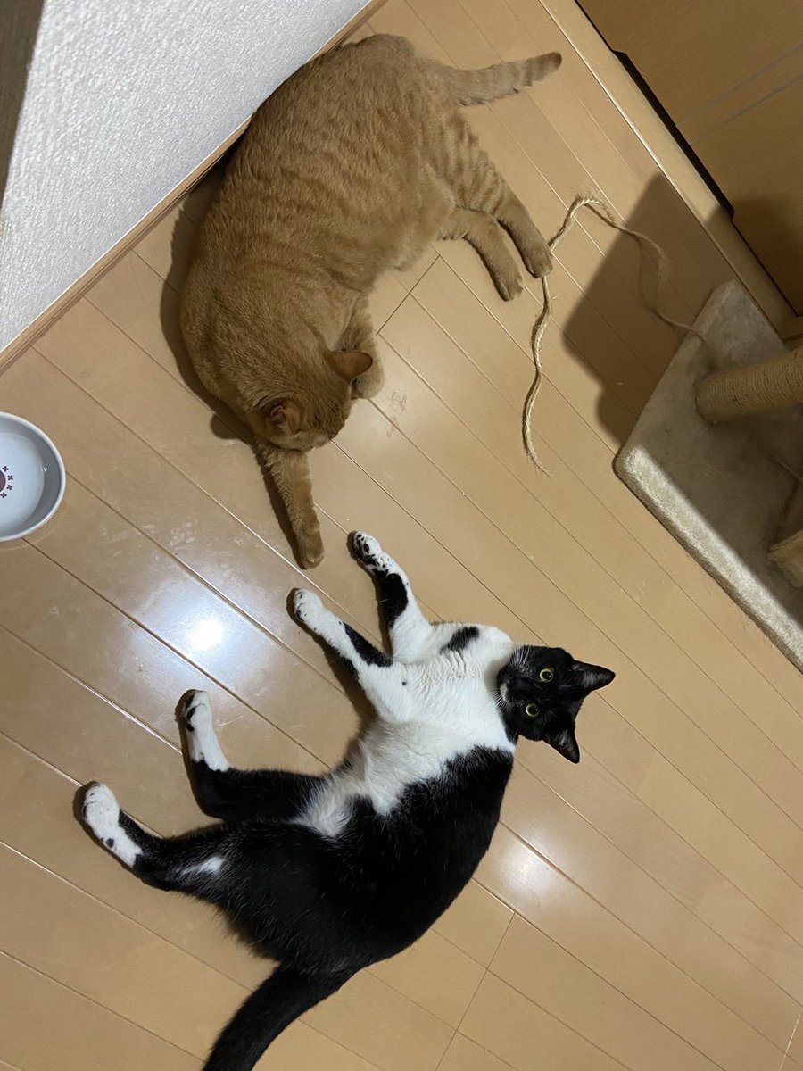 fuku_out2's tweet photo. ゴロゴロニャンズ♪♪
みんニャおはよー‼︎ https://t.co/GDYBA8KTqh