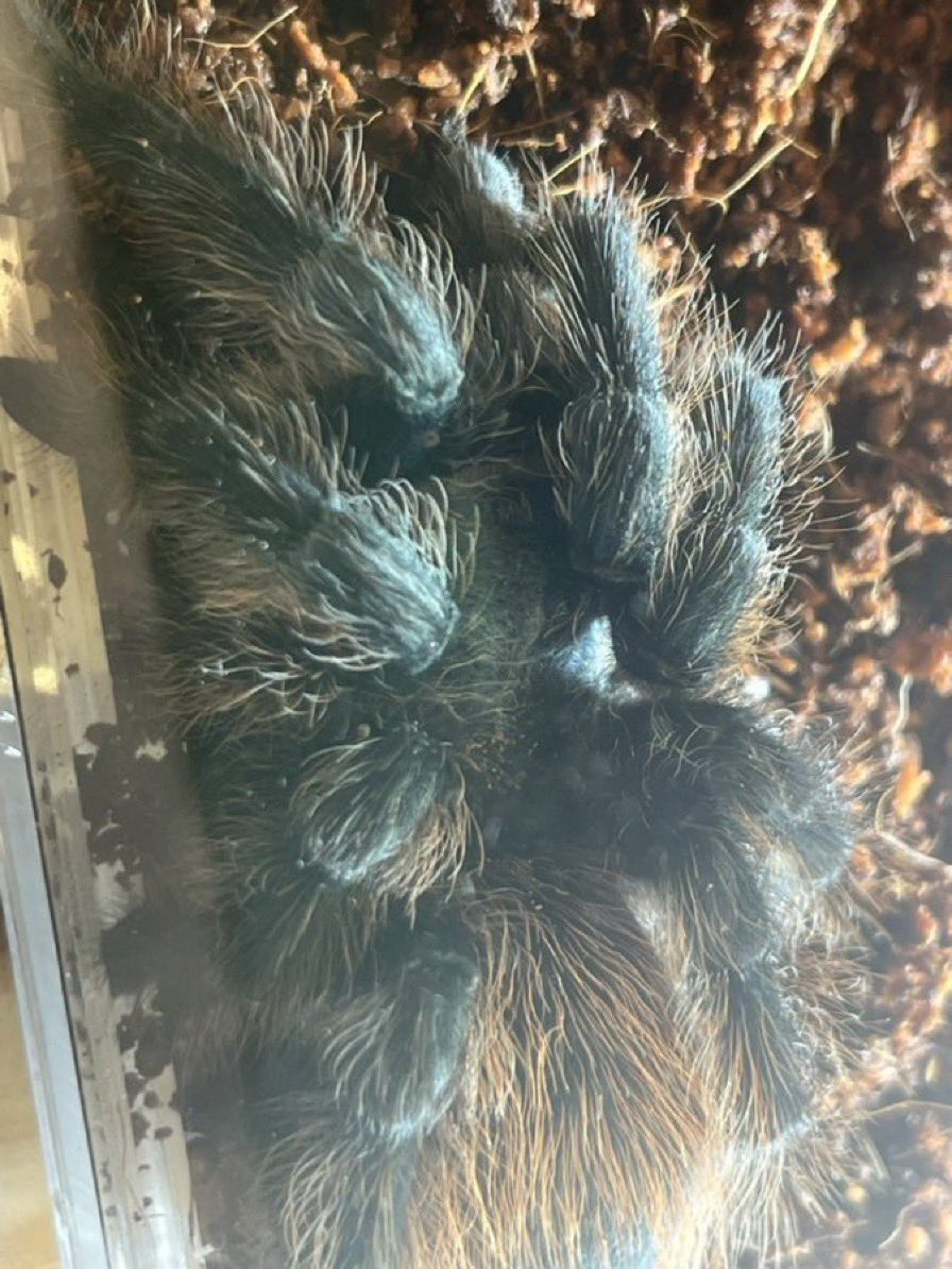 bugbug_bugs's tweet photo. 本日のBLACK OUT東京では、Aphonopelma mooreae を、残り2匹限定1匹 ¥40,000 にて販売いたします。

次回の入荷予定は未定！お探しの方はこの機会をお見逃しなく。 https://t.co/gSaQZFNSy8