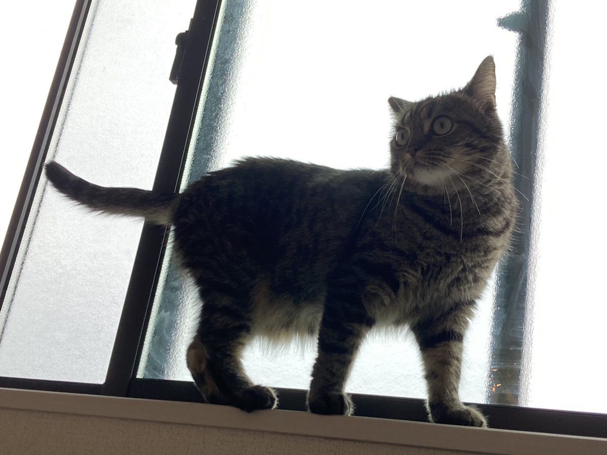 KMk_32's tweet photo. ｵﾊﾖｳﾆｬ https://t.co/9P9HUDWmxh