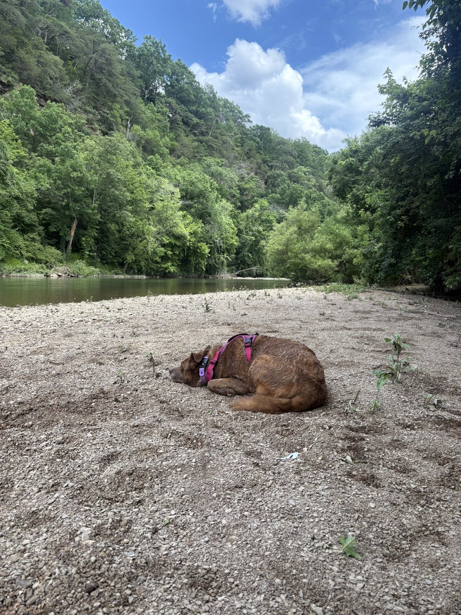 jmjaj's tweet photo. No better Saturday than this. 🛶🐕🎣 https://t.co/1dCfiTDD8O