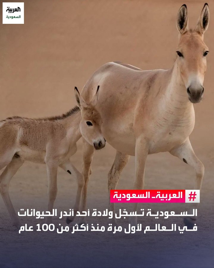 hamedrizq01's tweet photo. السعودية تسرق حقوق الأب "الحمار" وتنسب لنفسها
  الانجاز وتصف ولادة "الصعبي الصغير" بالانجاز التاريخي للمملكة

#مبروك_البهايم_للبهايم https://t.co/QCb3rIwxGs