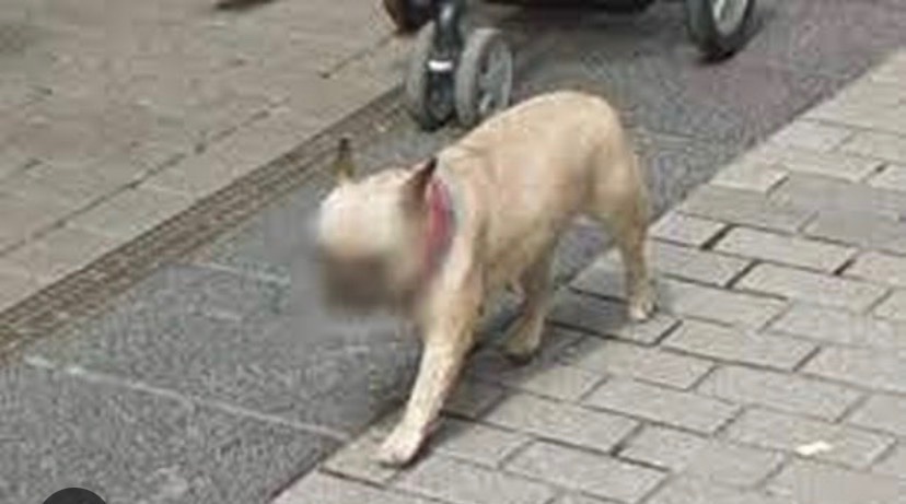 Patrick_Knock's tweet photo. @Sassafrass_84 My dog would appreciate some privacy after what happened. https://t.co/D3pYjIecj1