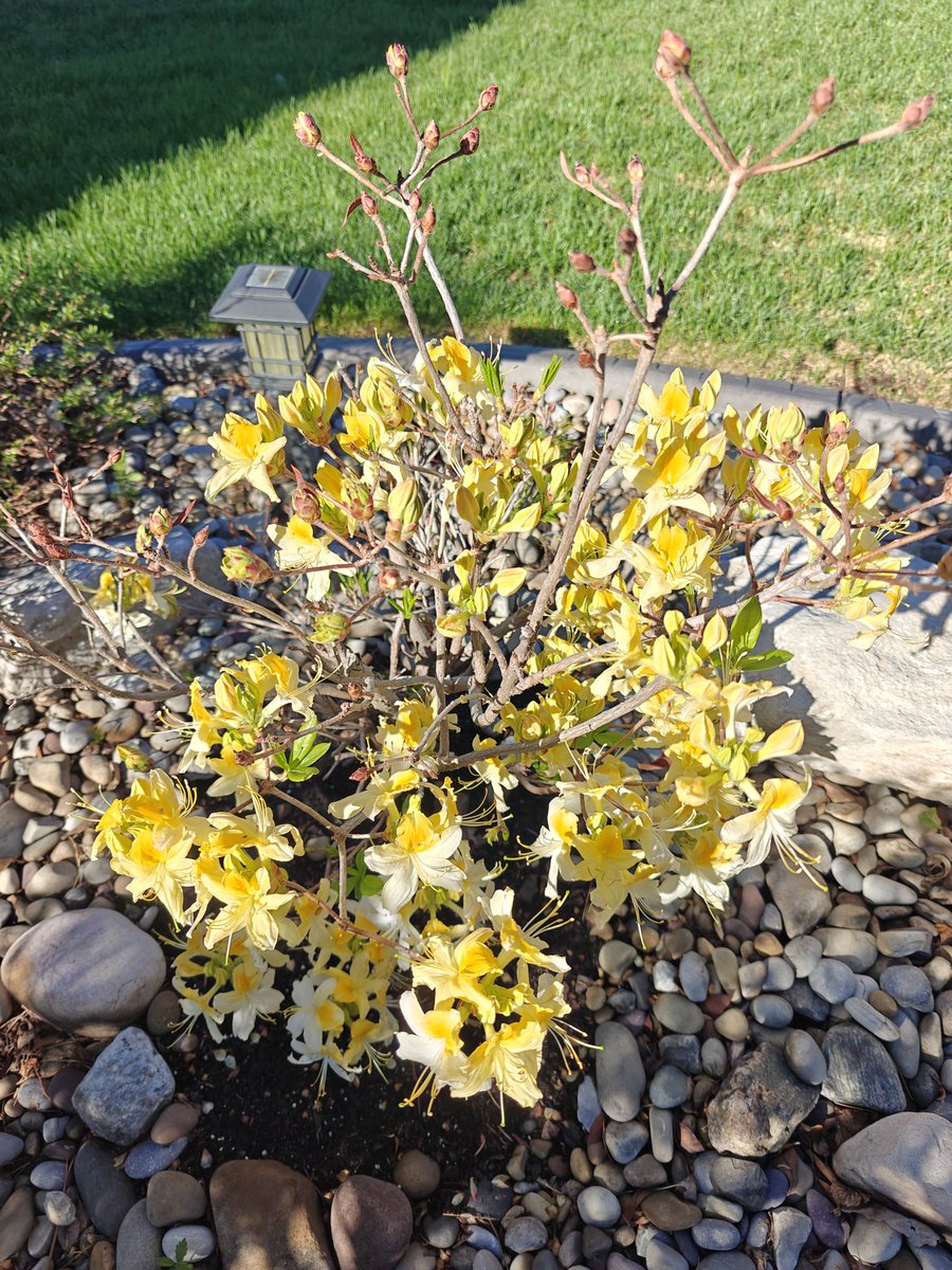 ShivanBoodoo's tweet photo. It's a great season for the azaleas this year!  These are usually covered up during winter to protect the buds. https://t.co/OXTldB3UJ5